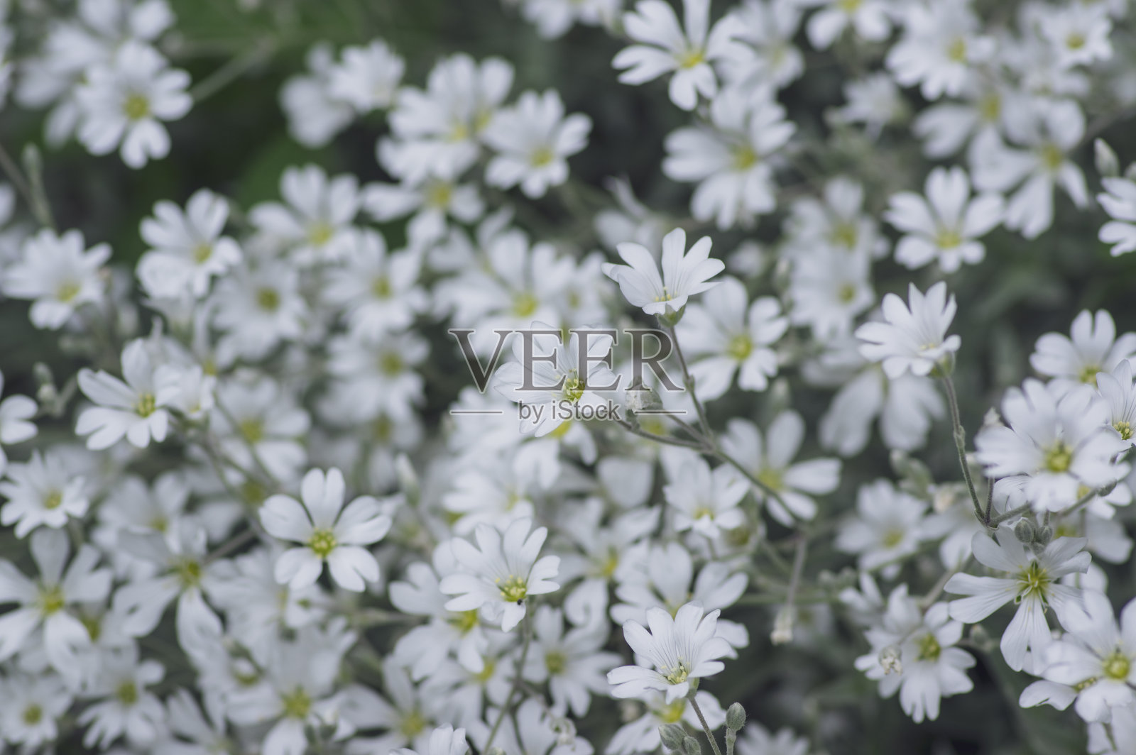 雪绒Cerastium tomentosum雪绒Cerastium tomentosum雪绒Cerastium tomentosum雪绒Cerastium在夏季花盛开，群花植物与白色的花瓣在观赏花园照片摄影图片