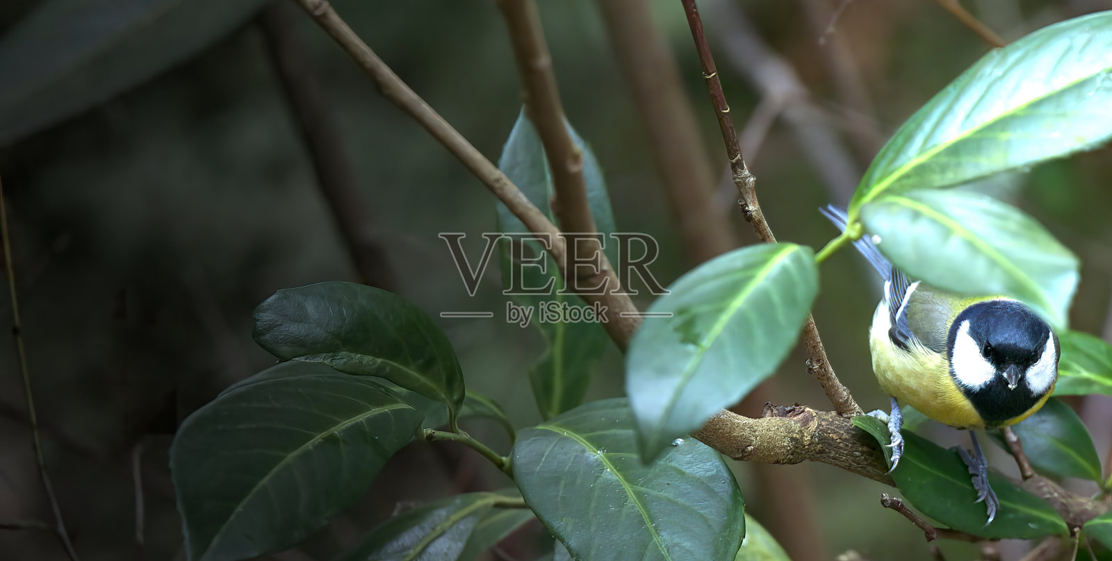 特写的大山雀，Parus major，在月桂树丛的树枝上，左边有空余的空间照片摄影图片