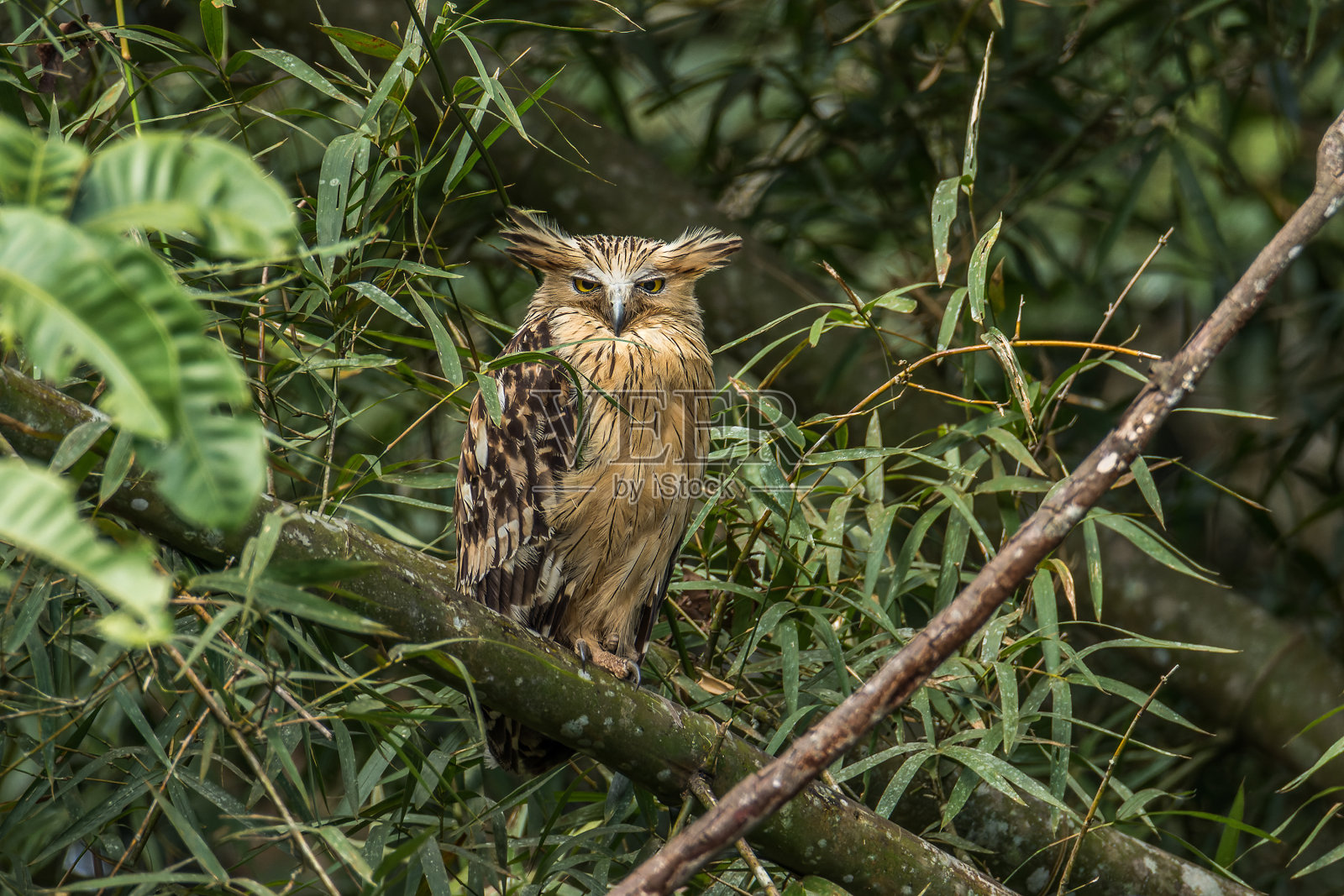 巴菲鱼猫头鹰栖息在竹子上照片摄影图片