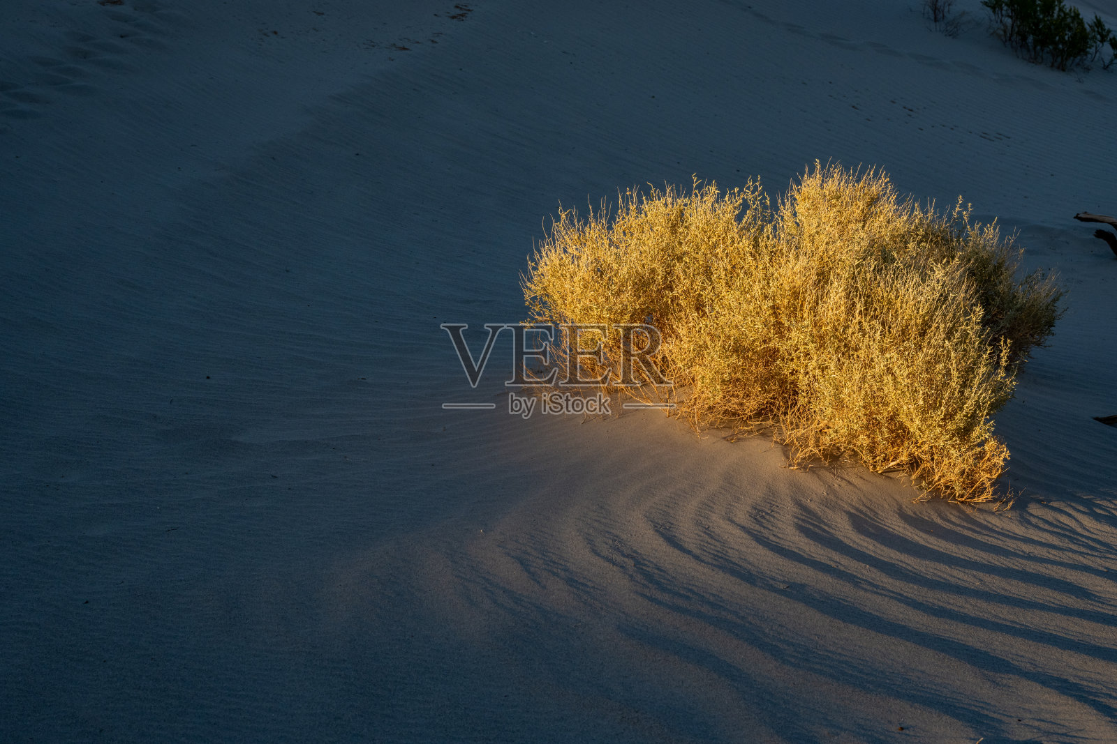 黄色的灌木在褪色的阳光中发光照片摄影图片