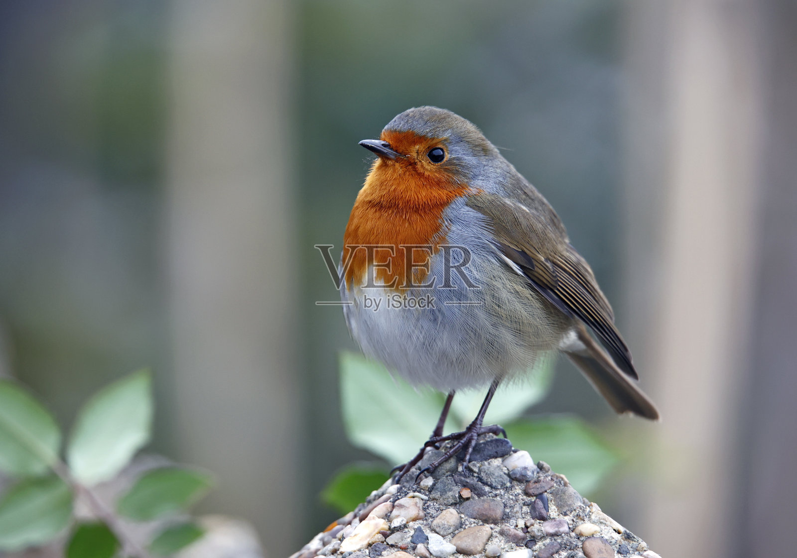 欧亚知更鸟栖息在篱笆和小路上照片摄影图片