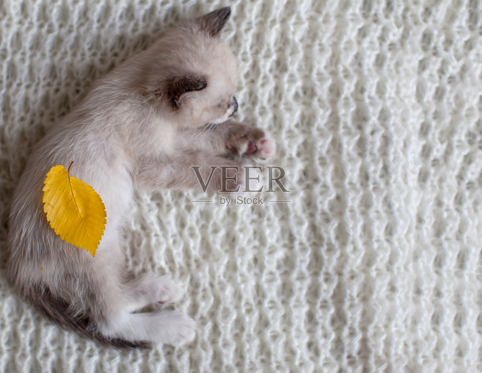 小猫睡在针织格子布上照片摄影图片