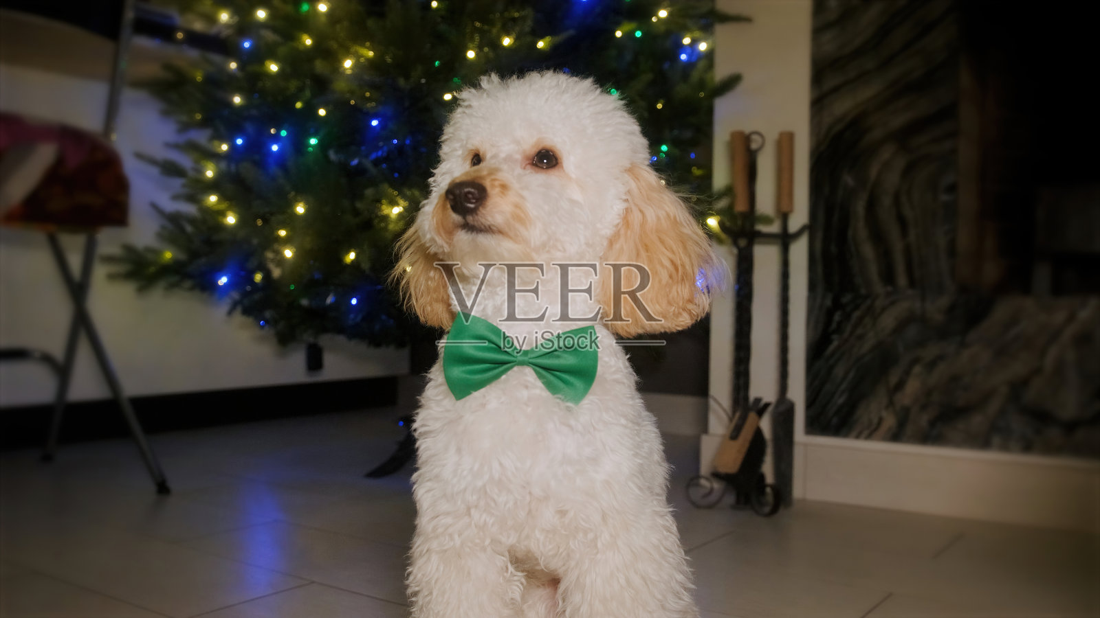 一只金发的小狮子狗带着一只绿色的蝴蝶坐在地板上照片摄影图片