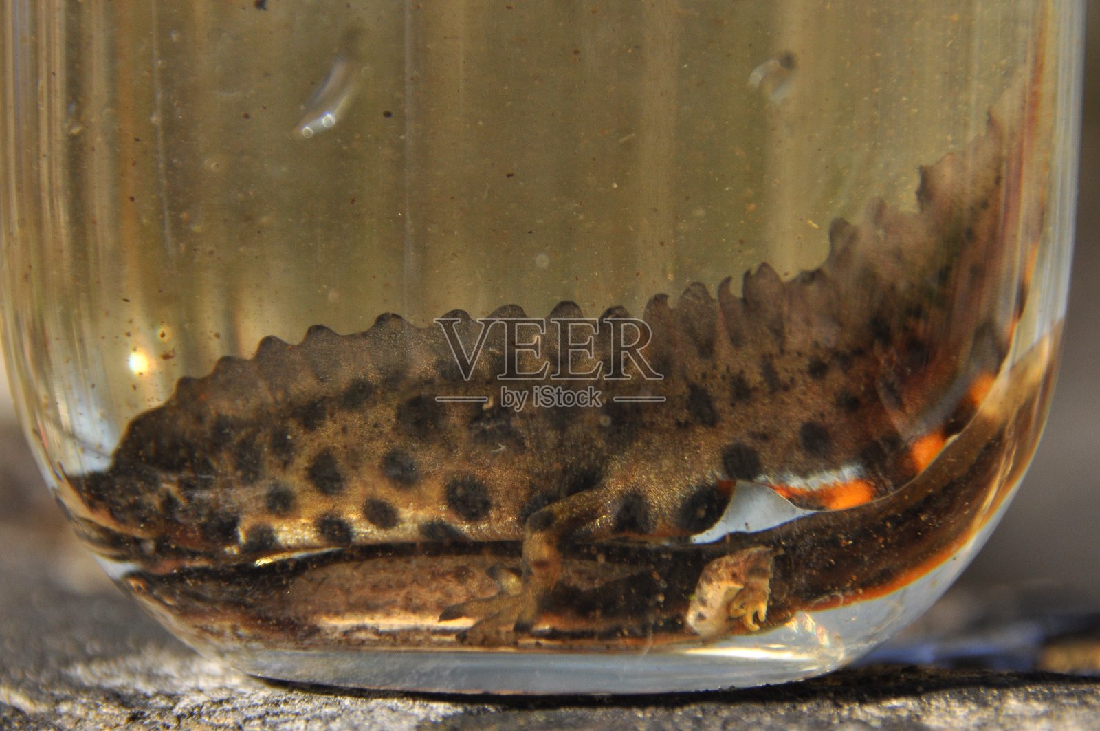 纽茨被困在一个罐子里。有尾两栖动物的观察。在淡水中游泳。照片摄影图片