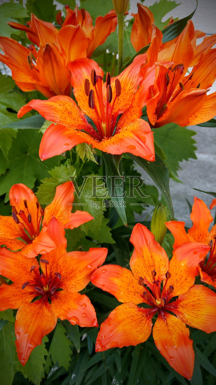 百合(百合)开花植物照片摄影图片