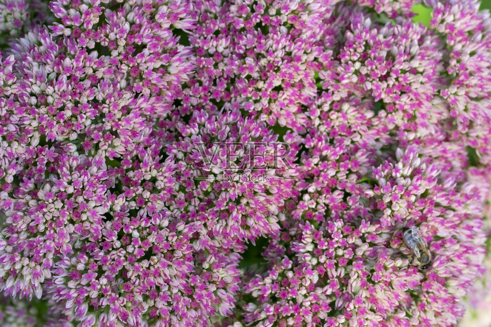 景天秋季可观赏的紫色开花观赏植物，美丽的秋乐石竹花在盛开照片摄影图片