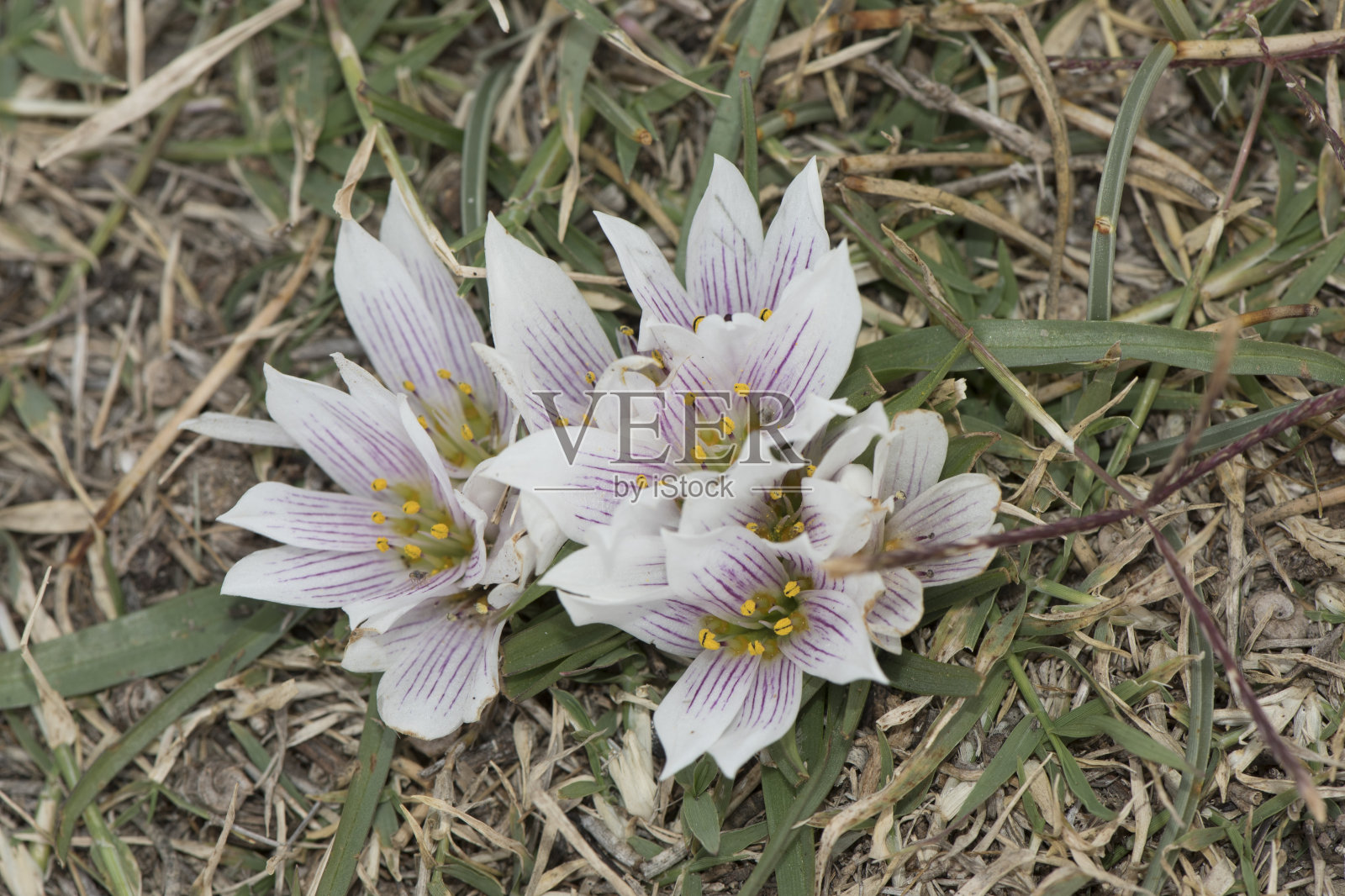 来自阿尔梅利亚的藏红花小球茎植物，具有精确的白色和紫色花瓣，黄色雄蕊和长绿色叶子照片摄影图片