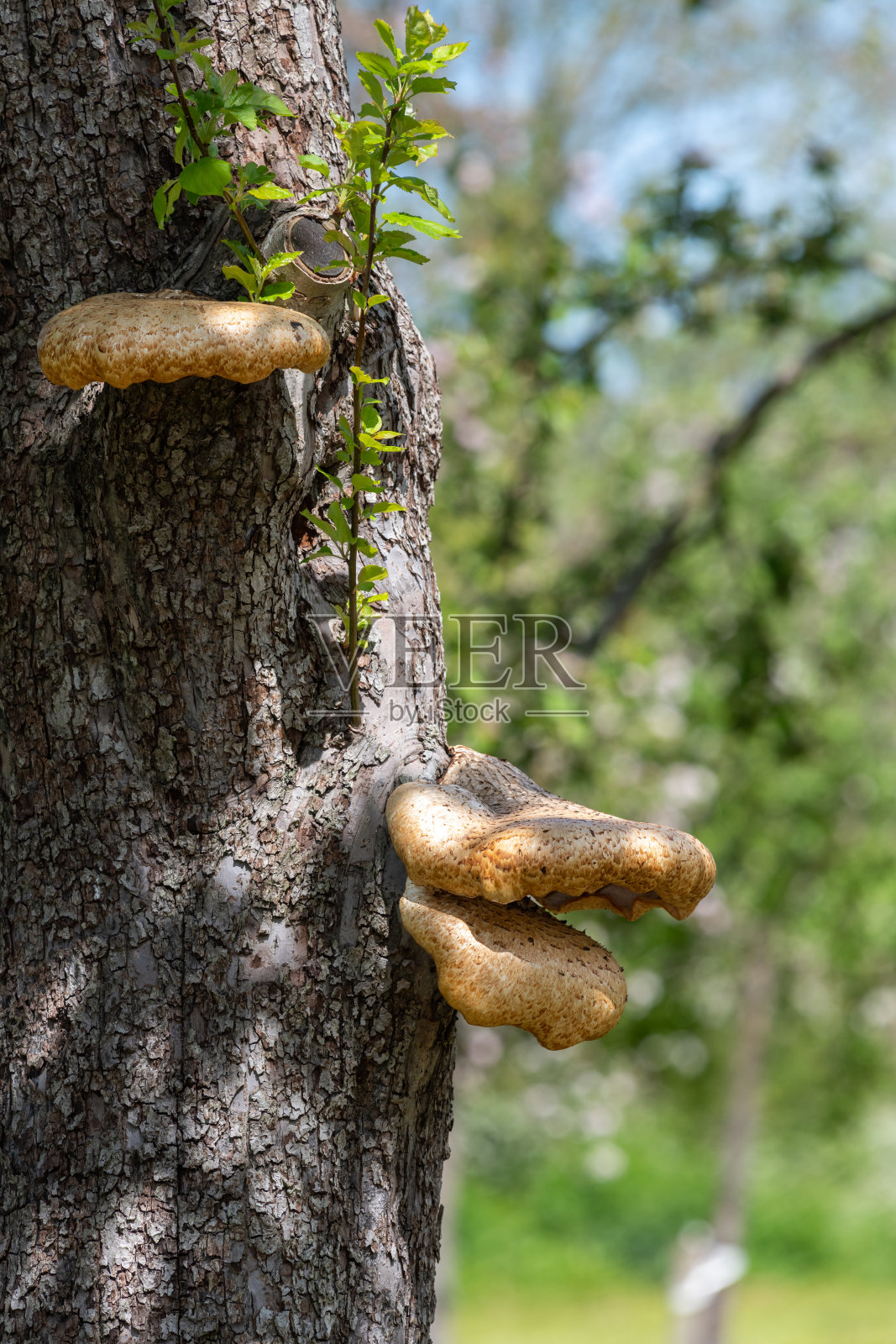 真菌照片摄影图片
