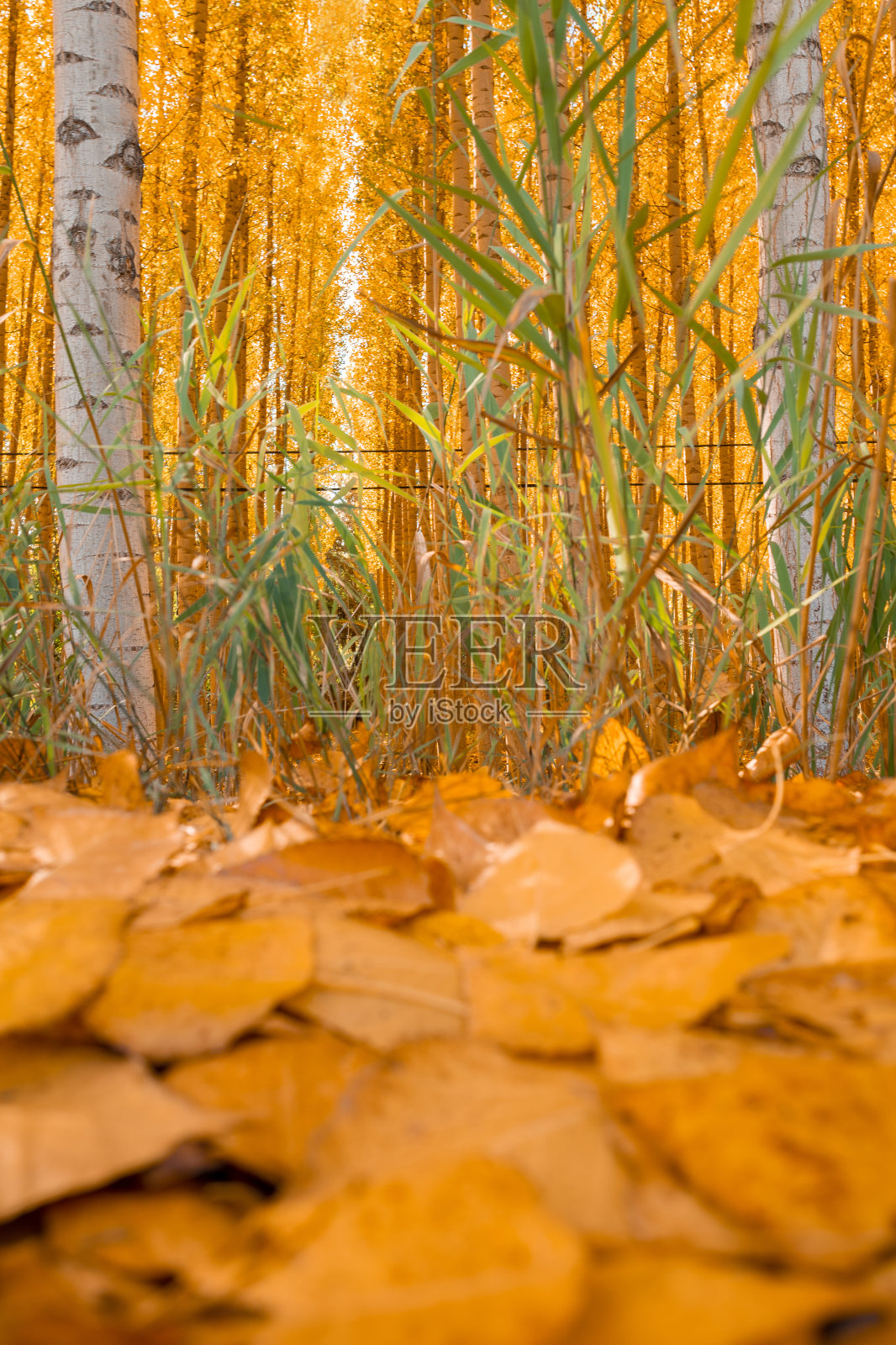 秋天的风景有树木和树叶照片摄影图片