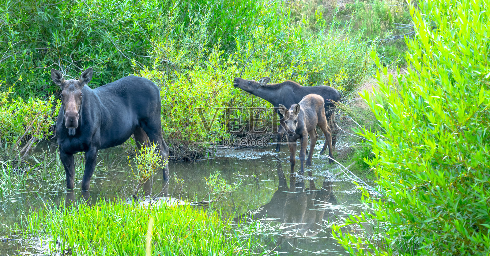 在犹他州山顶上吃草的野生动物照片摄影图片