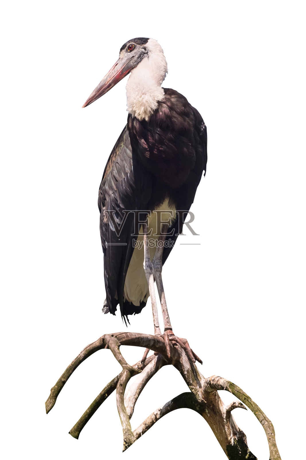 亚洲水鸟，一种大型涉禽。孤立的照片摄影图片