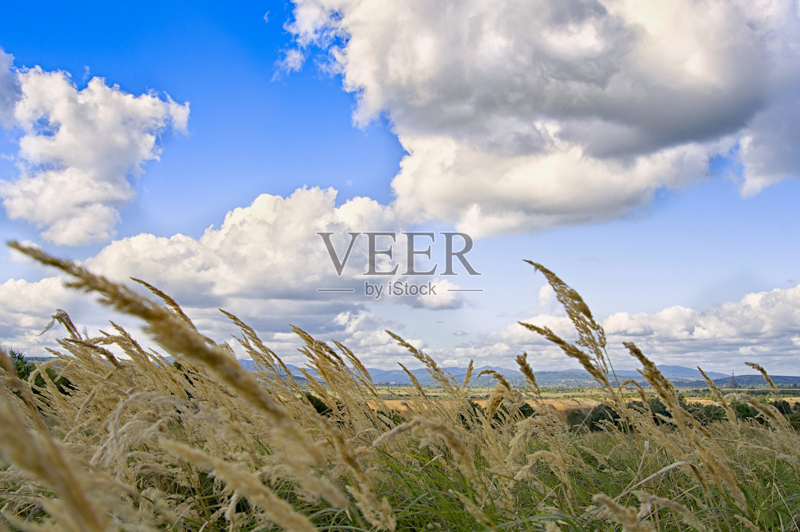 已经照片摄影图片