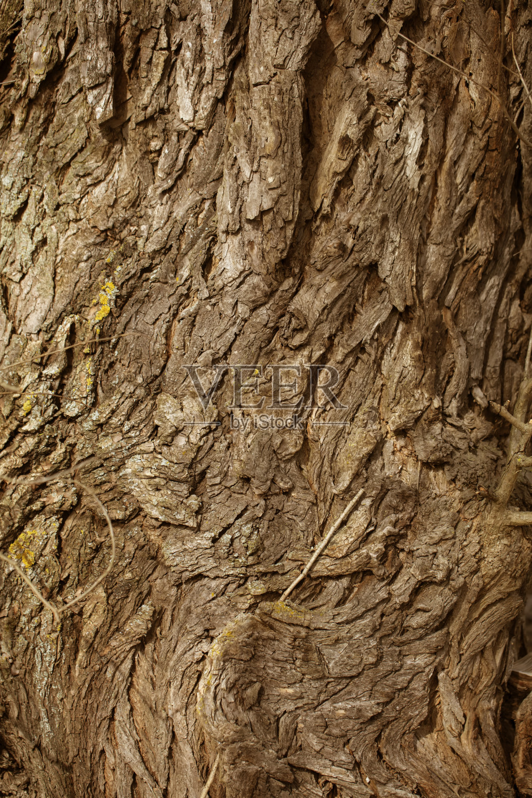 一棵老树树皮的垂直背景。照片摄影图片