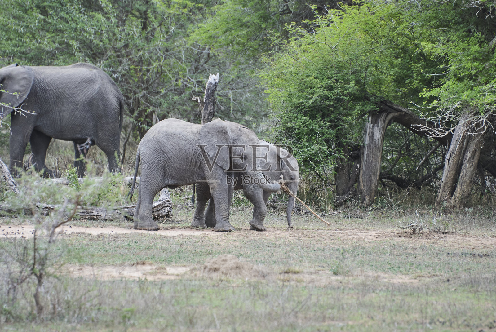 一群顽皮的小非洲象，Loxodonta照片摄影图片