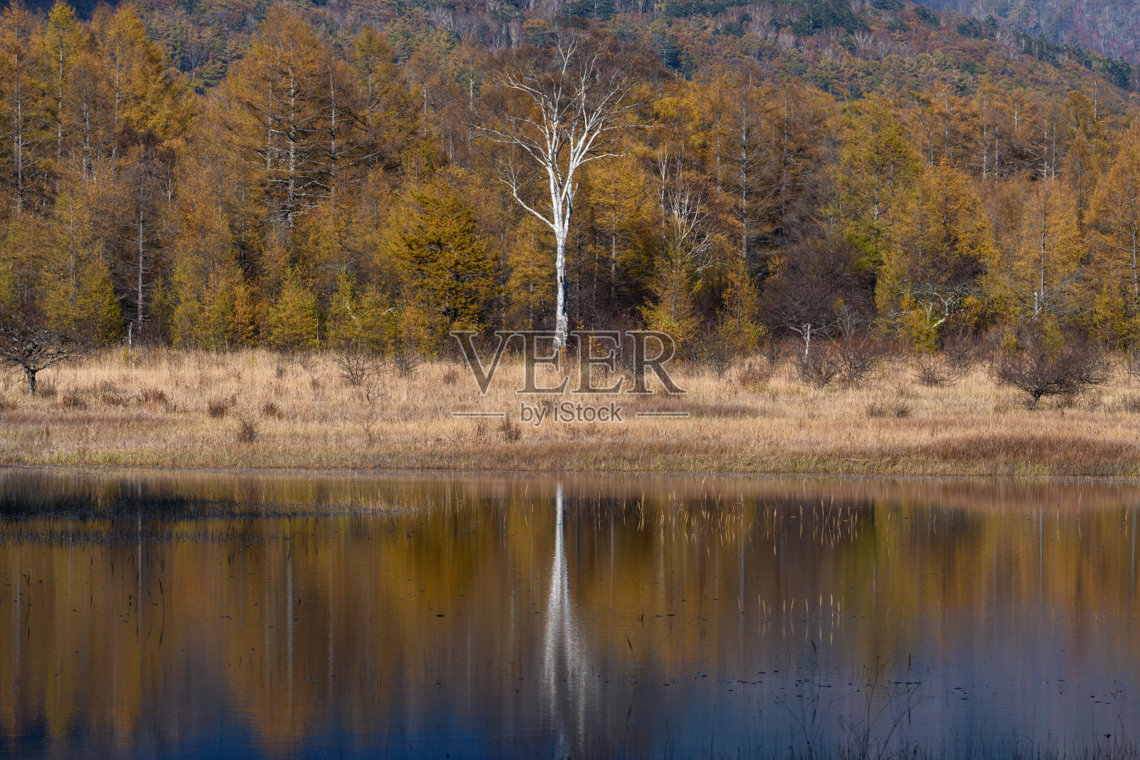 日光国家公园的小稻田原照片摄影图片