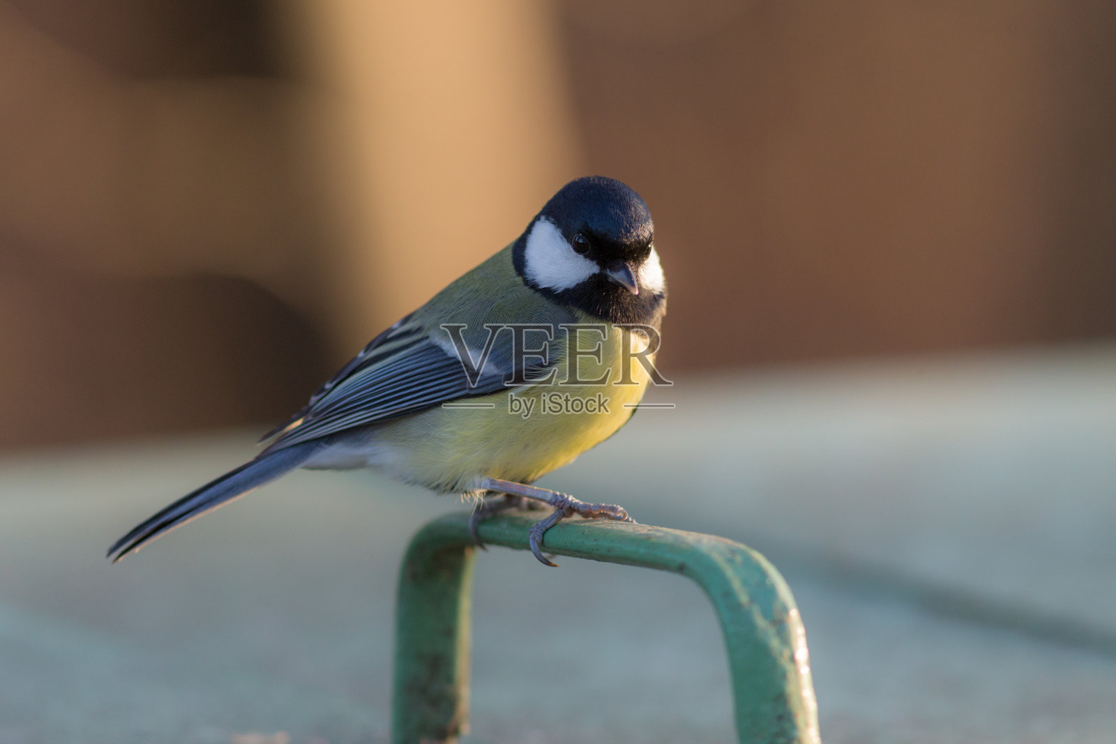 山雀靠近照片摄影图片