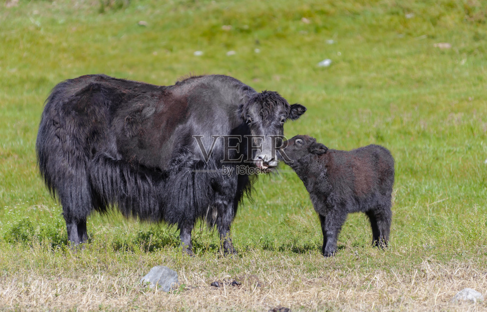 山地草原上无角的黑色母牦牛和小牛。照片摄影图片