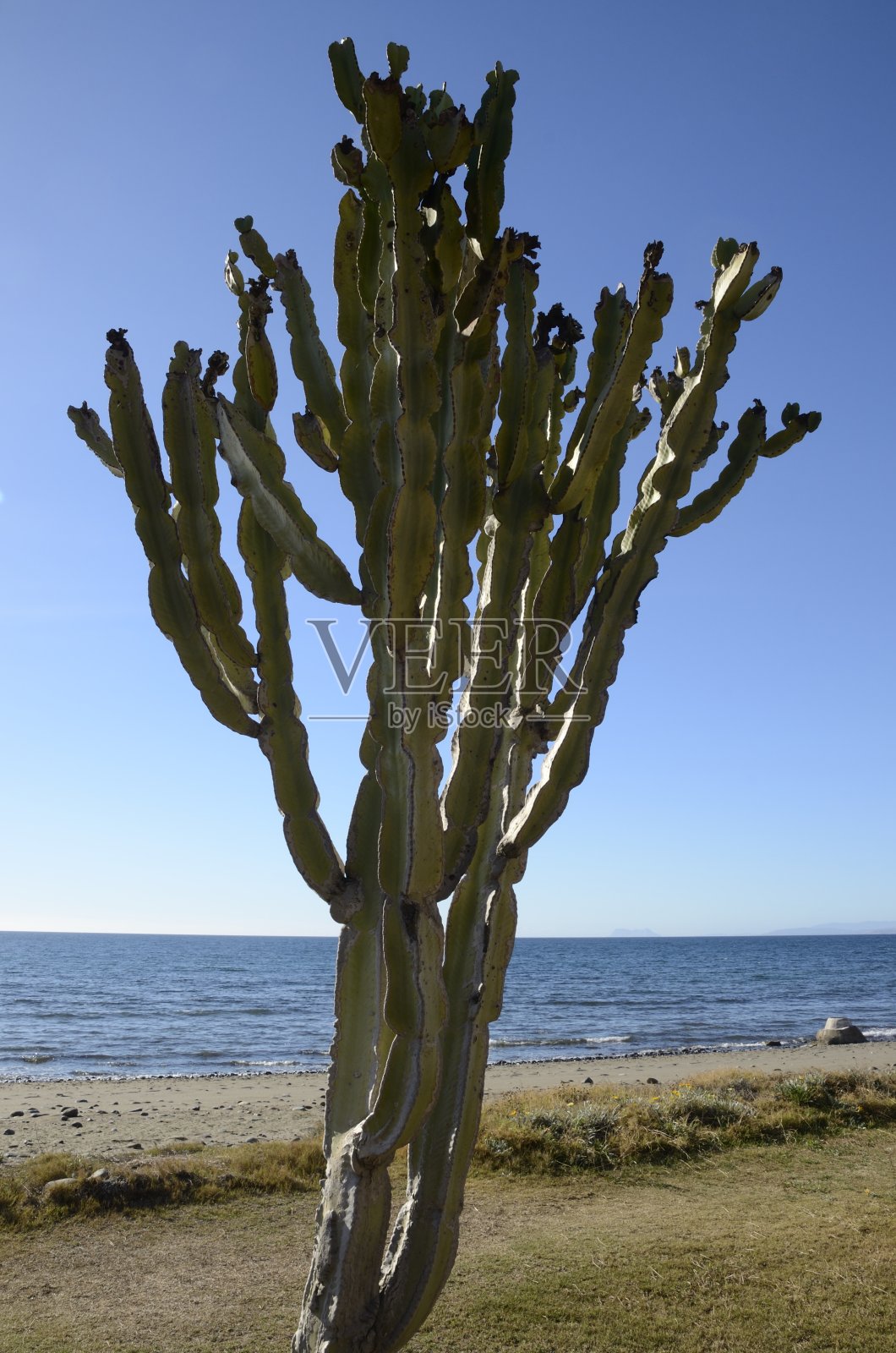 沙滩小路上的仙人掌照片摄影图片