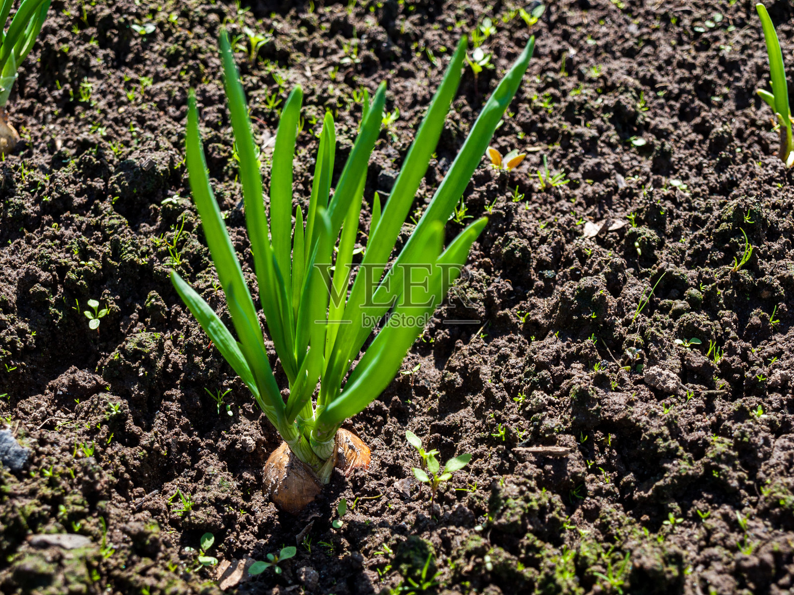 有绿色嫩芽的洋葱，长得很新鲜照片摄影图片