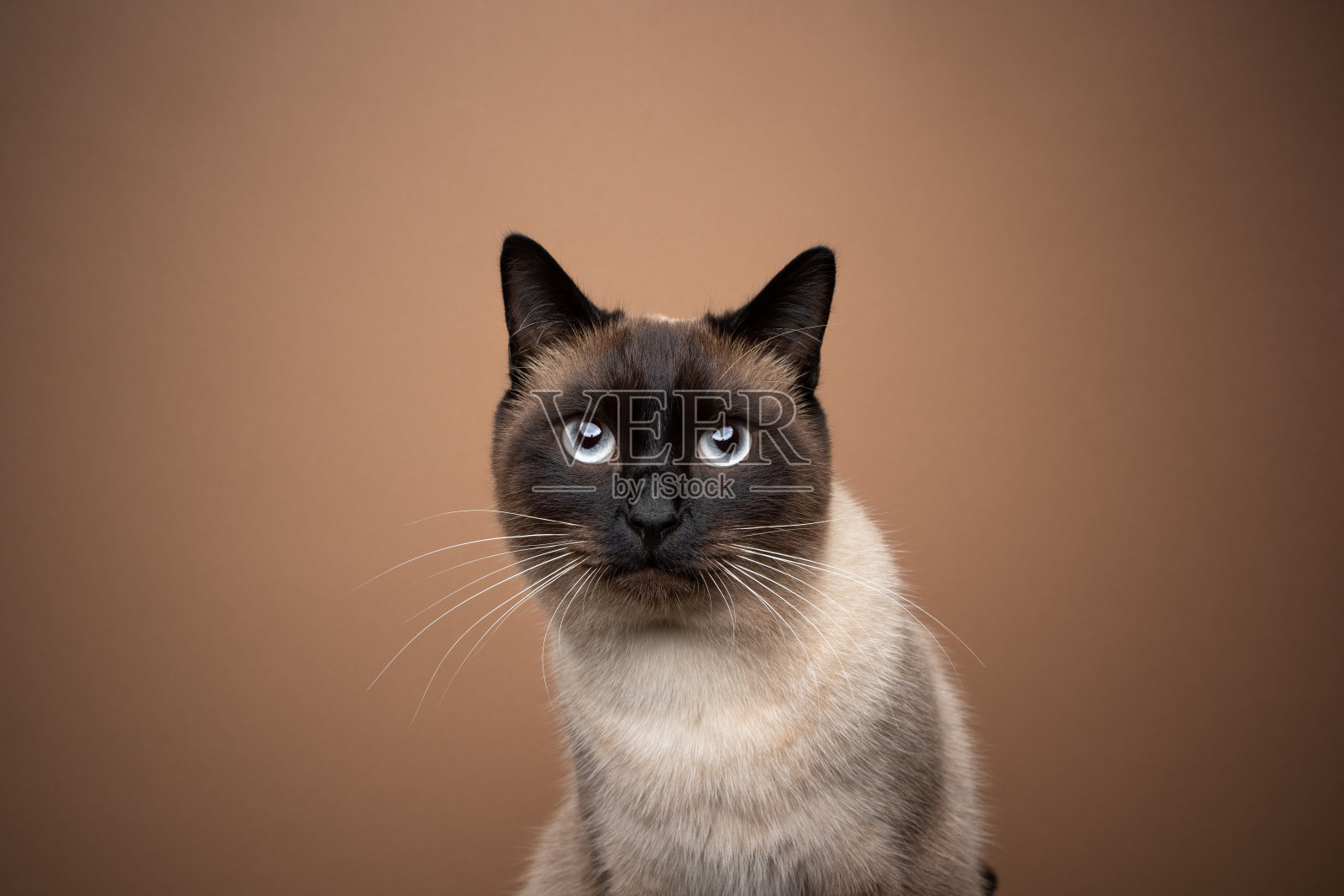 暹罗猫肖像在浅棕色的背景与复制空间照片摄影图片