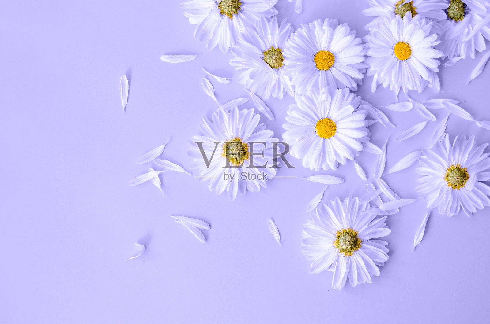 蓝色背景上有很多花瓣的雏菊。照片摄影图片