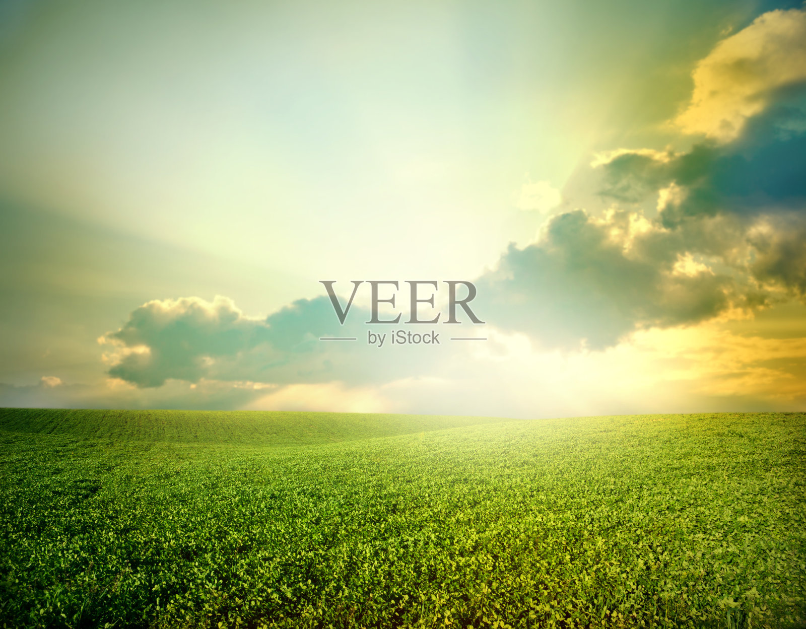 绿色的草地照片摄影图片