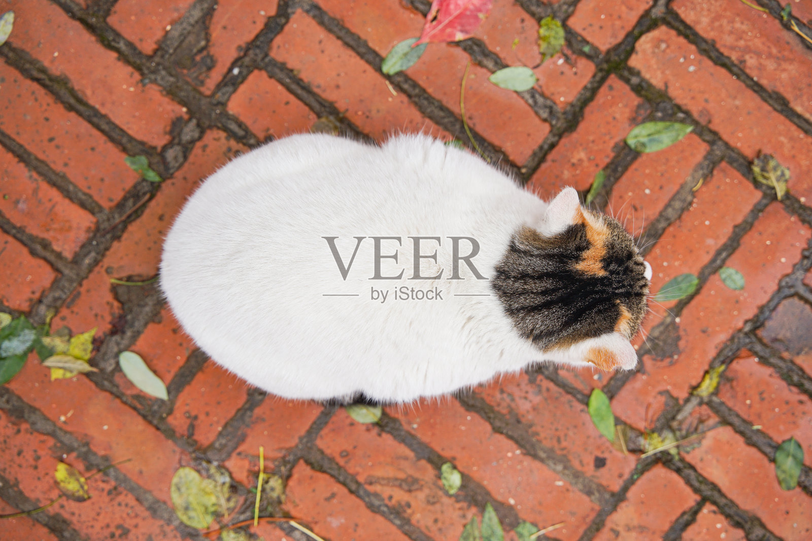 垂直视角拍摄红砖路面上的猫照片摄影图片