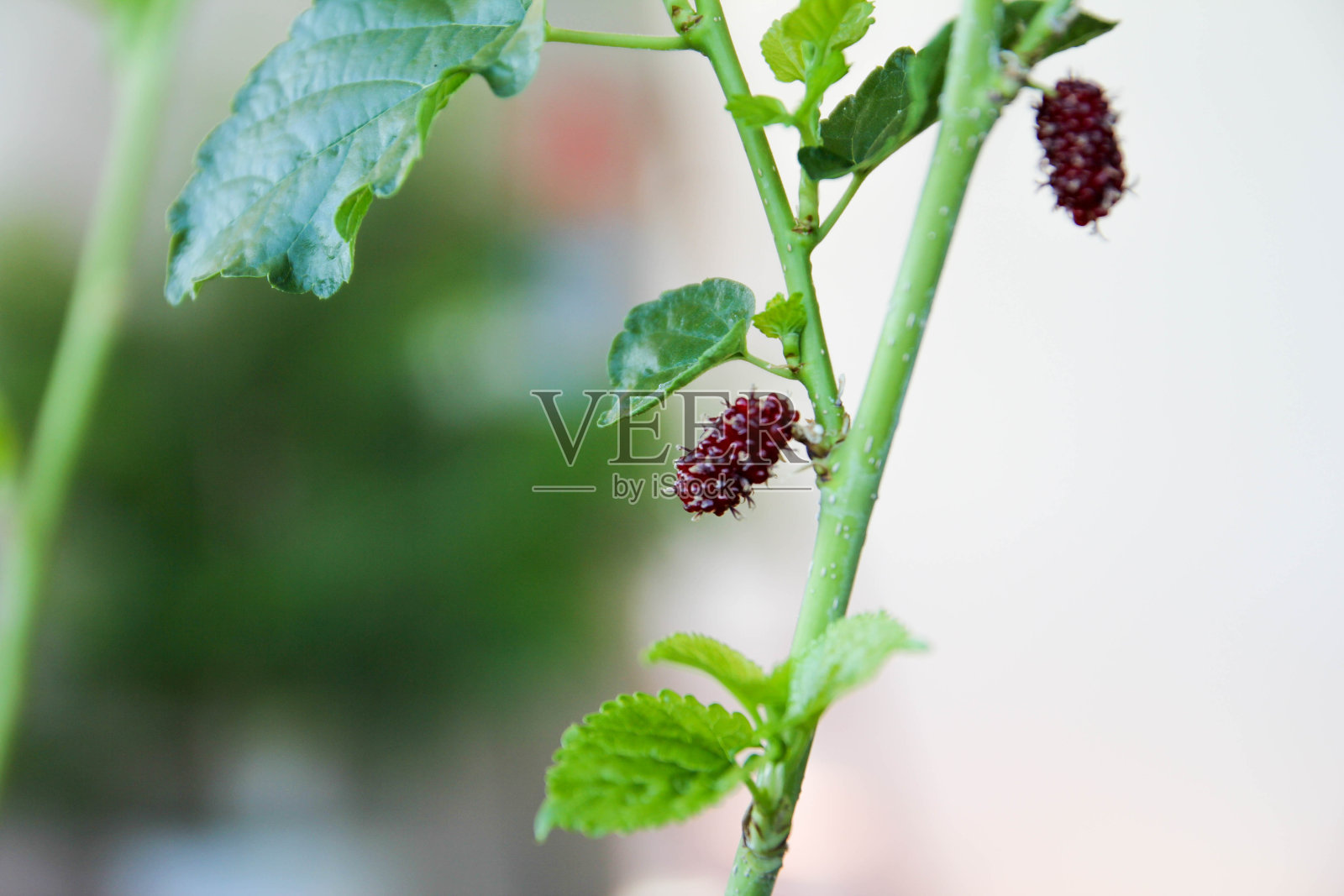 树上有红色的桑椹照片摄影图片