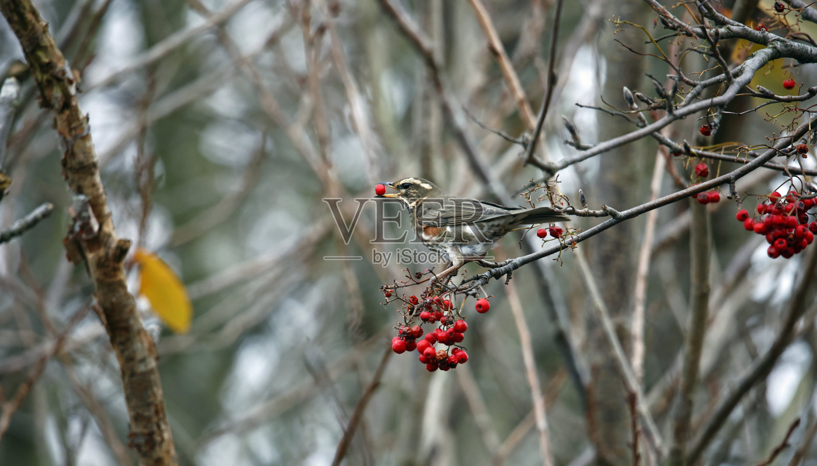 红翅正在吃冬花楸的浆果照片摄影图片