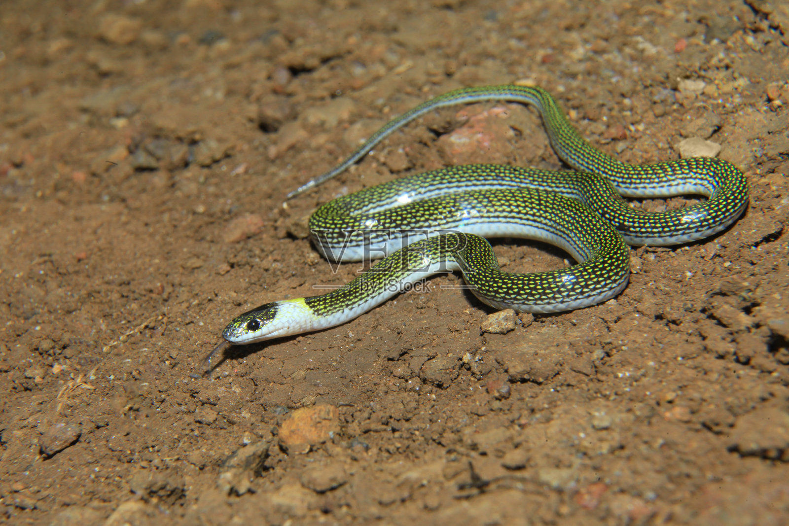 双斑点狼蛇，Lycodon jara，北孟加拉印度照片摄影图片