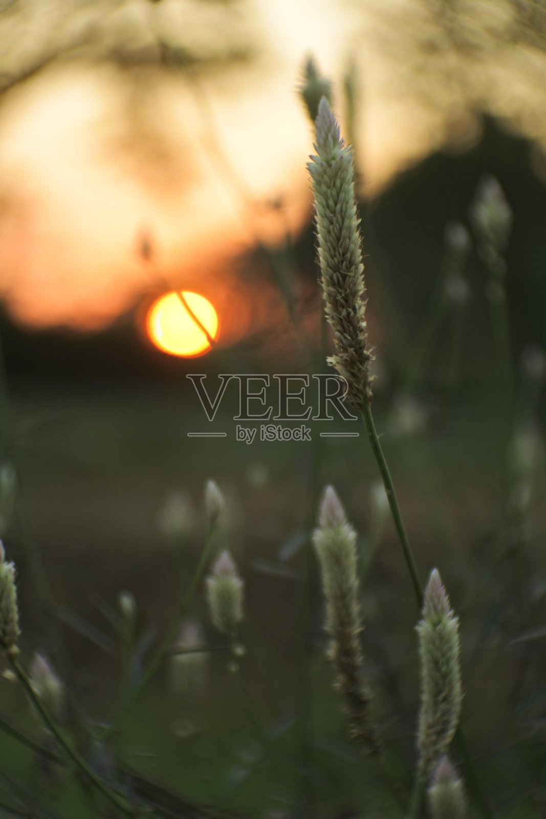 散景照片。抽象内容适合想象设计理念。自然散景图片。背景来源照片摄影图片