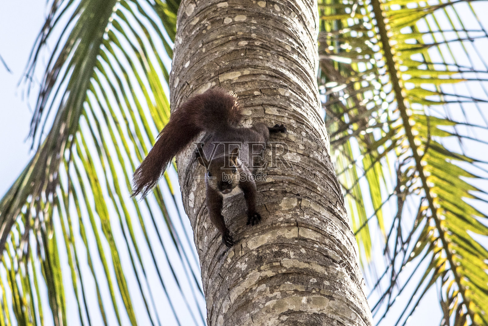 南美哥伦比亚帕洛米诺海滩上的一棵棕榈树上的安第斯松鼠照片摄影图片
