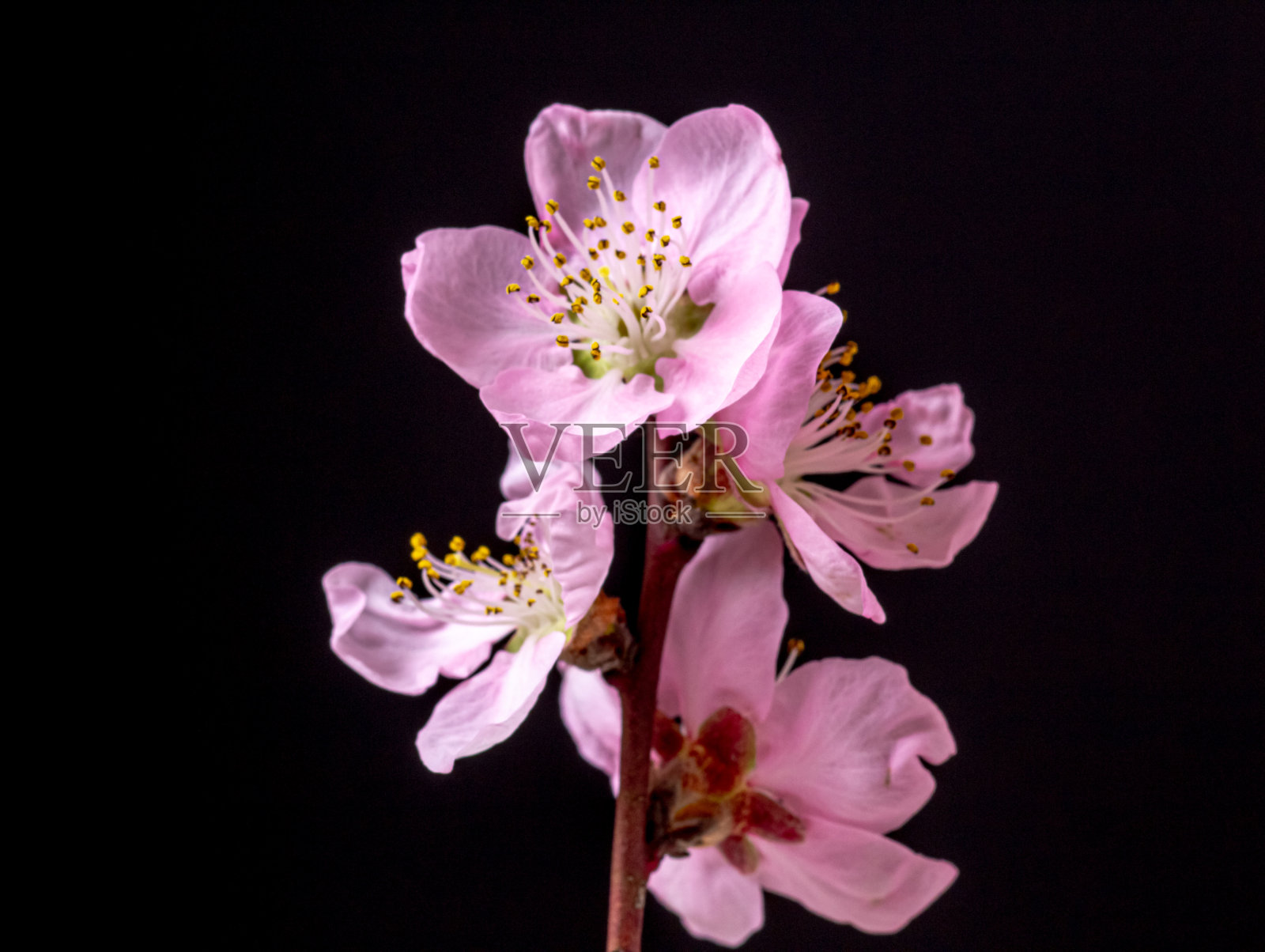 水平格式的桃花盛开照片，春季桃树开花照片照片摄影图片
