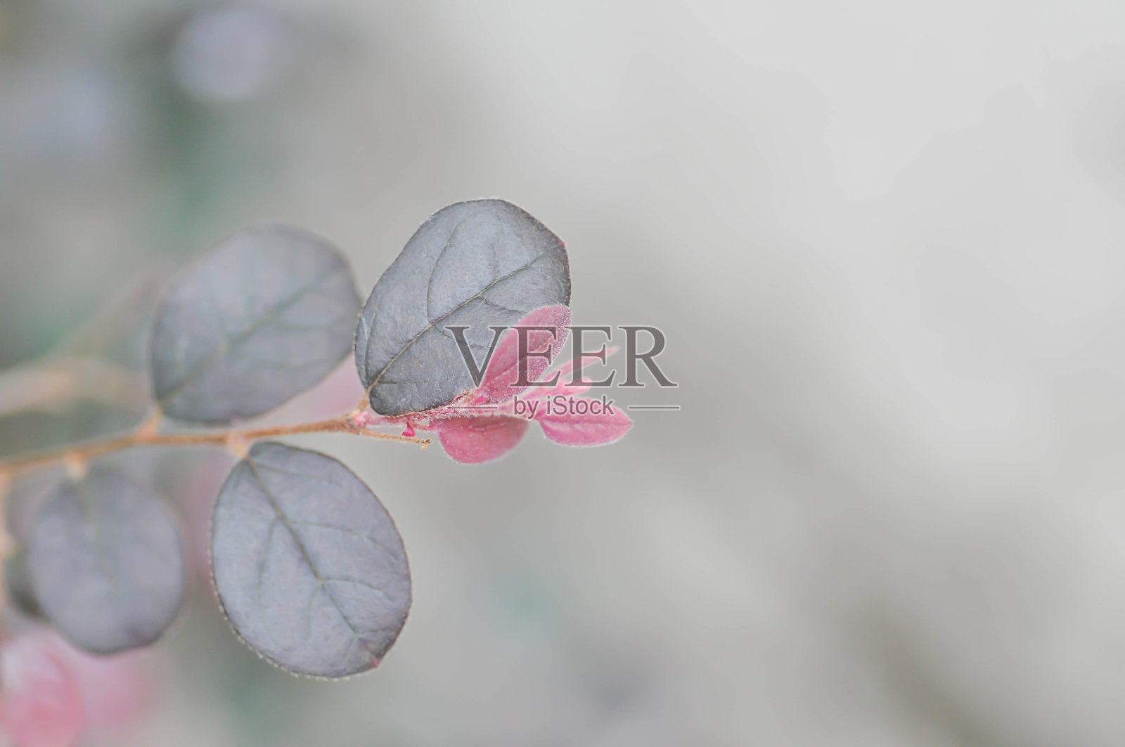 白花继木照片摄影图片