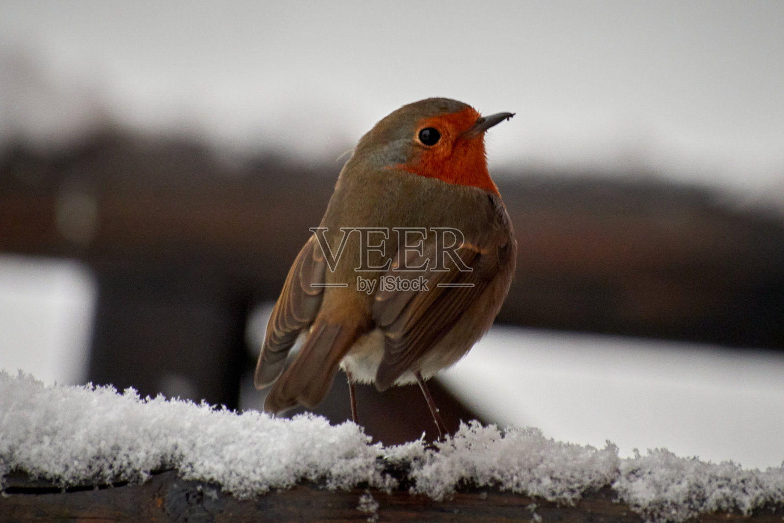 鸟在户外栖息的特写镜头照片摄影图片