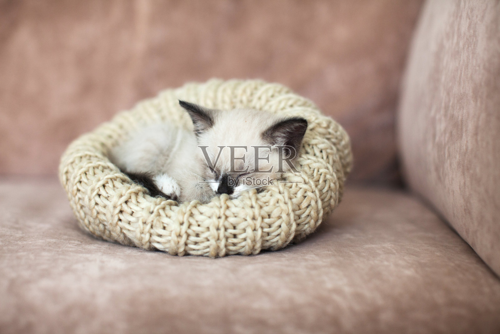 小猫在沙发上睡觉照片摄影图片