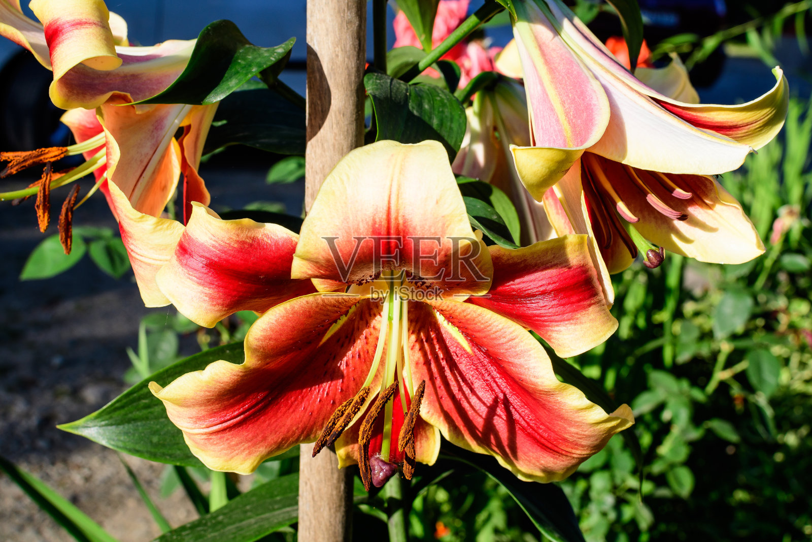 一个大的红色和黄色的百合或百合植物在英国小屋风格的花园在一个阳光明媚的夏日，美丽的室外花卉背景与软焦点拍摄"n照片摄影图片