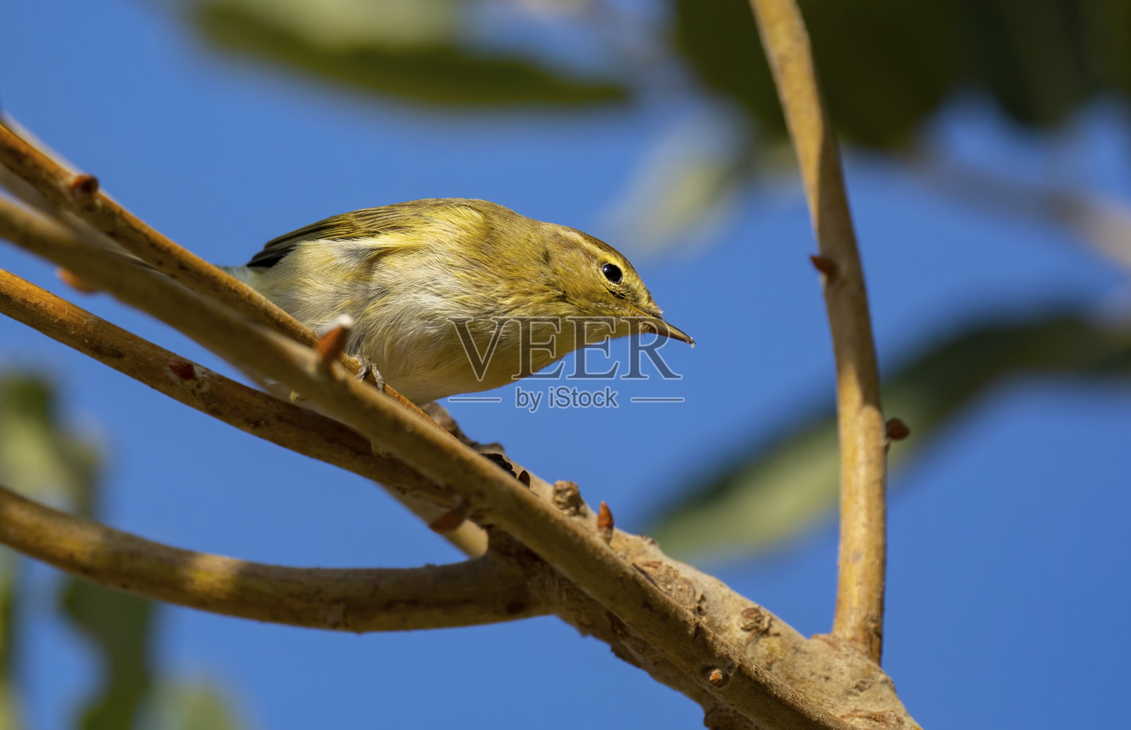 栖息在树枝上的普通棕雀(毛竹)照片摄影图片