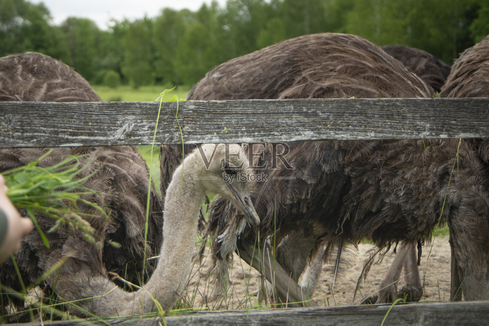鸵鸟从农场的一个孩子的手上吃草，从他的手上喂大鸟。大鸟靠近了。乌克兰扎卡帕提亚地区农民饲养鸵鸟照片摄影图片