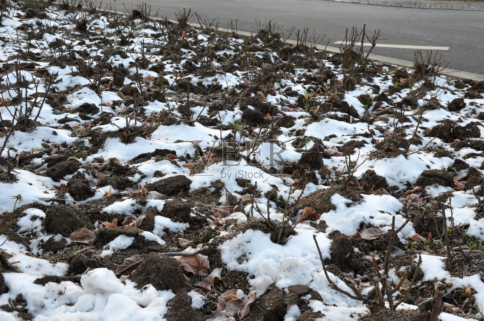 冬天的花坛玫瑰。玫瑰被适当地用土壤覆盖到接种、嫁接的地方。这可以防止霜雪。园丁用锄头创造山丘或山脊照片摄影图片