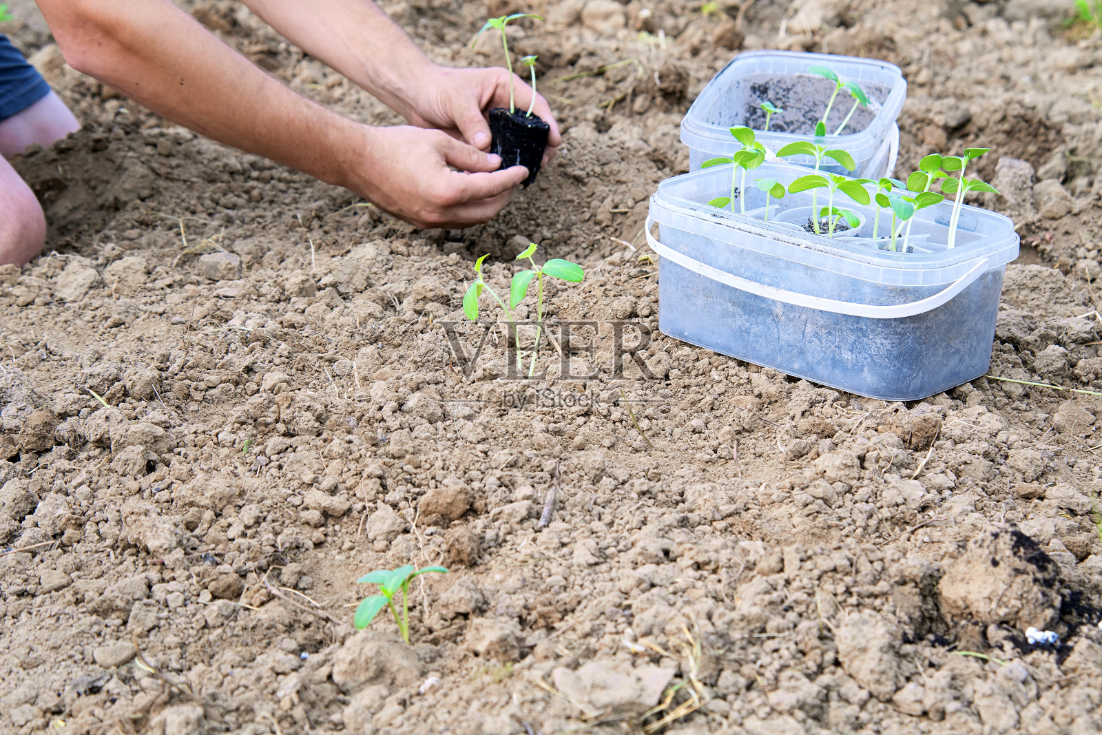 种植黄瓜照片摄影图片