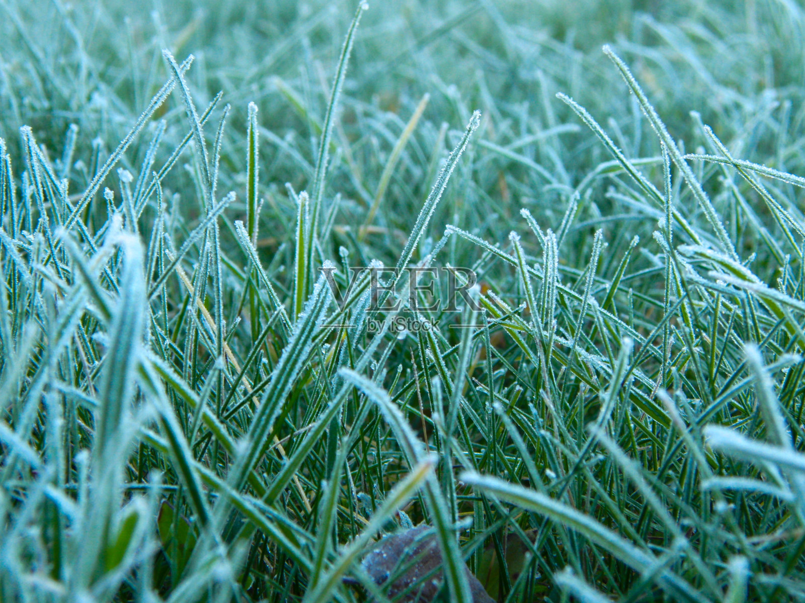 现场湿草特写照片摄影图片