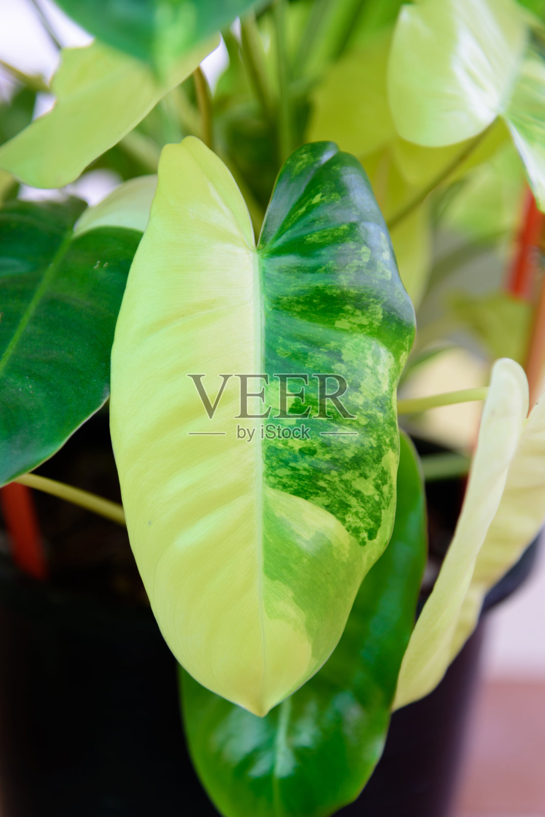 黑锅中杂色的花照片摄影图片