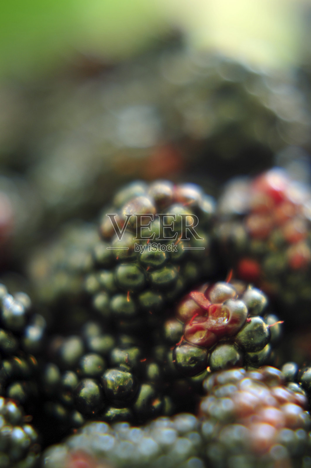 黑桑树背景，特写照片摄影图片