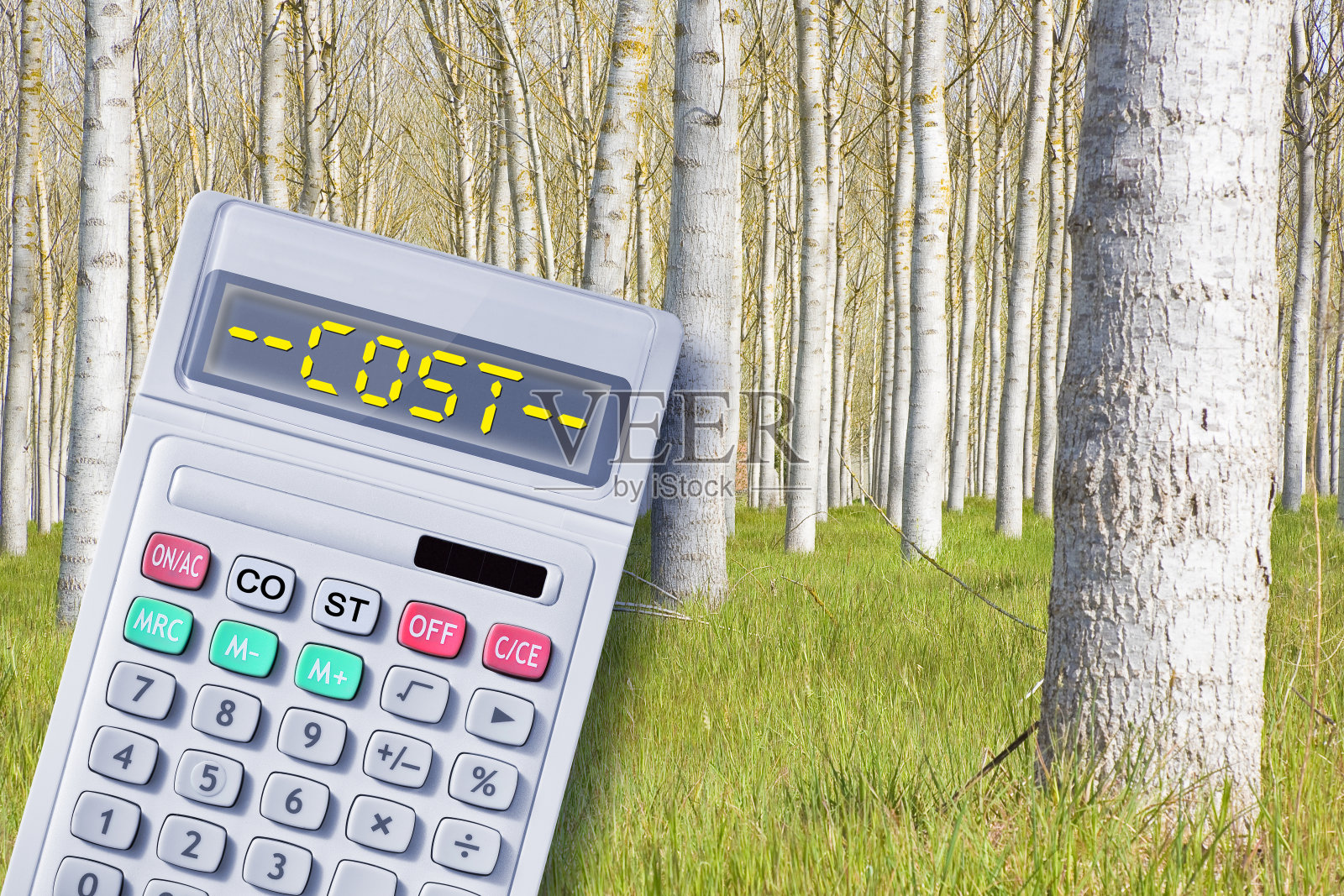 杨树种植的成本-这些树是生长最快的树-概念与计算器照片摄影图片