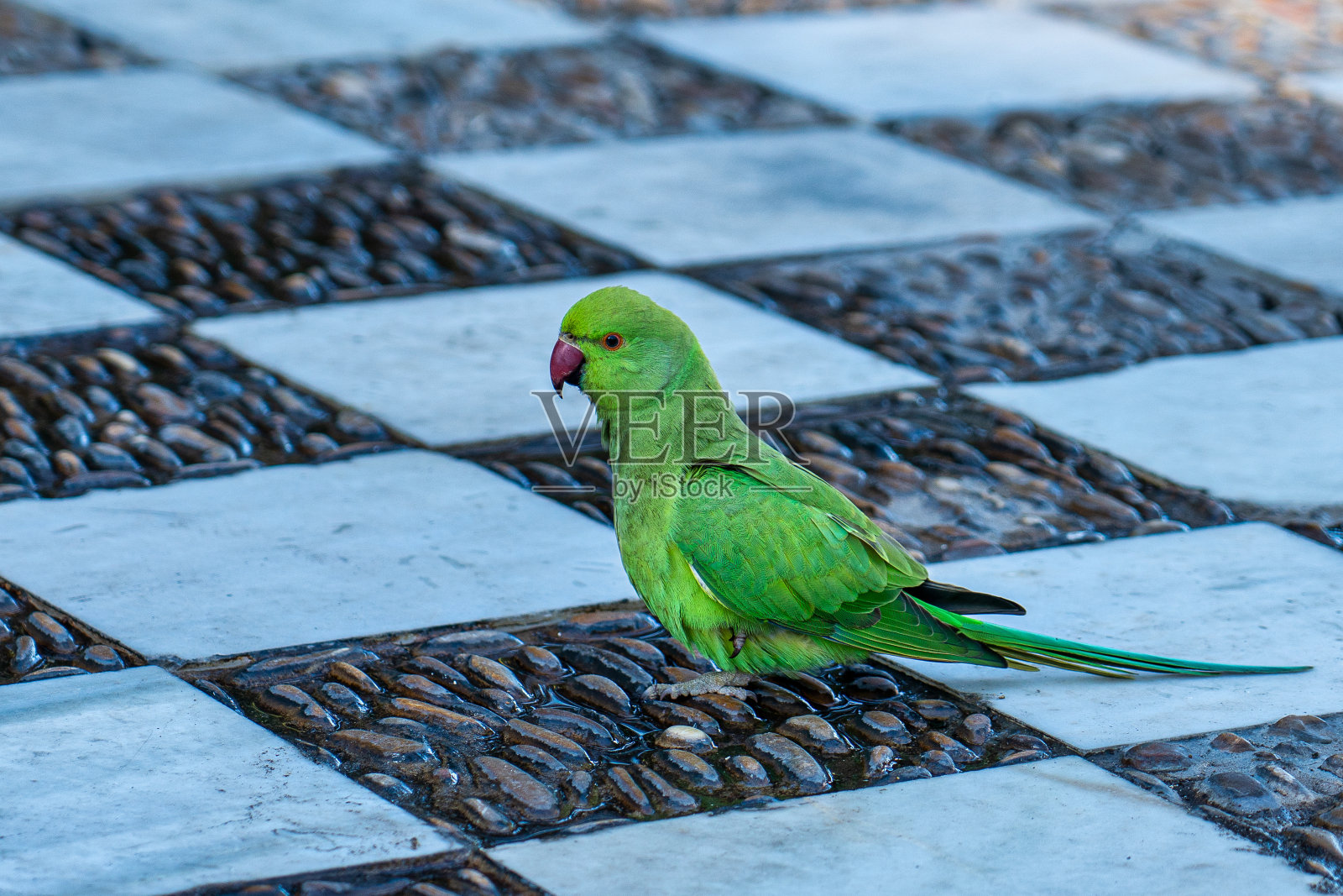 玫瑰环长尾鹦鹉，鹦鹉在西班牙加的斯阿拉米达公园照片摄影图片