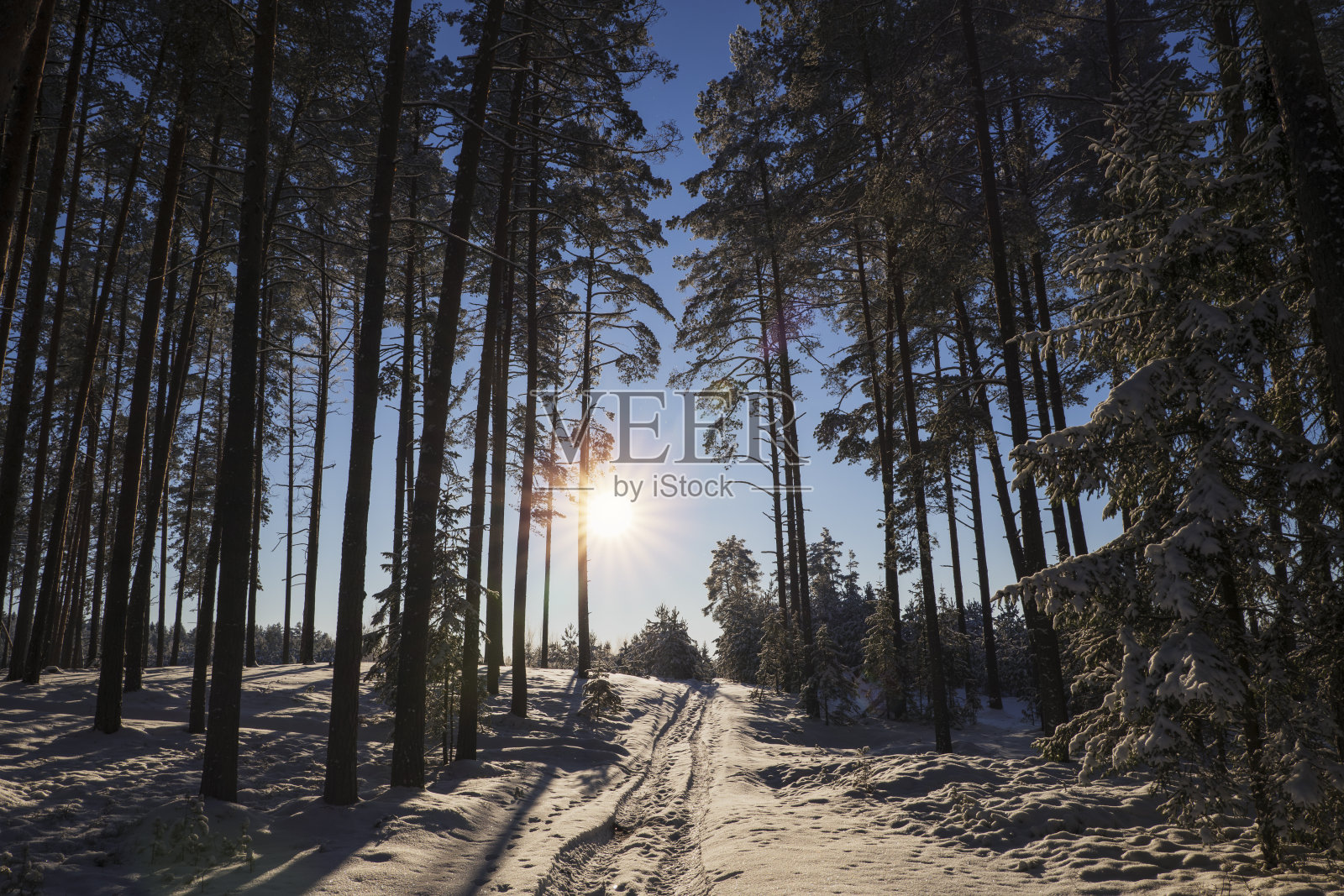 美丽的冬季风景-白雪覆盖的森林在平安夜照片摄影图片
