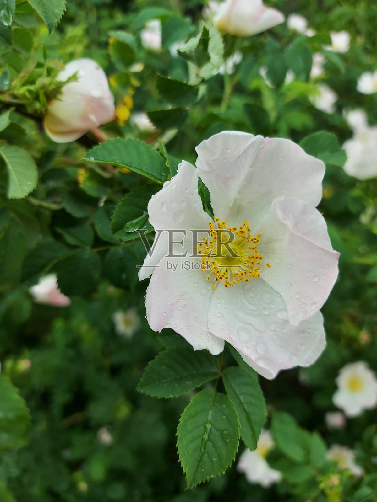 花照片摄影图片