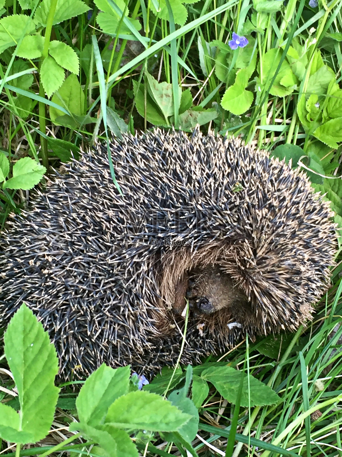 莫斯科照片摄影图片
