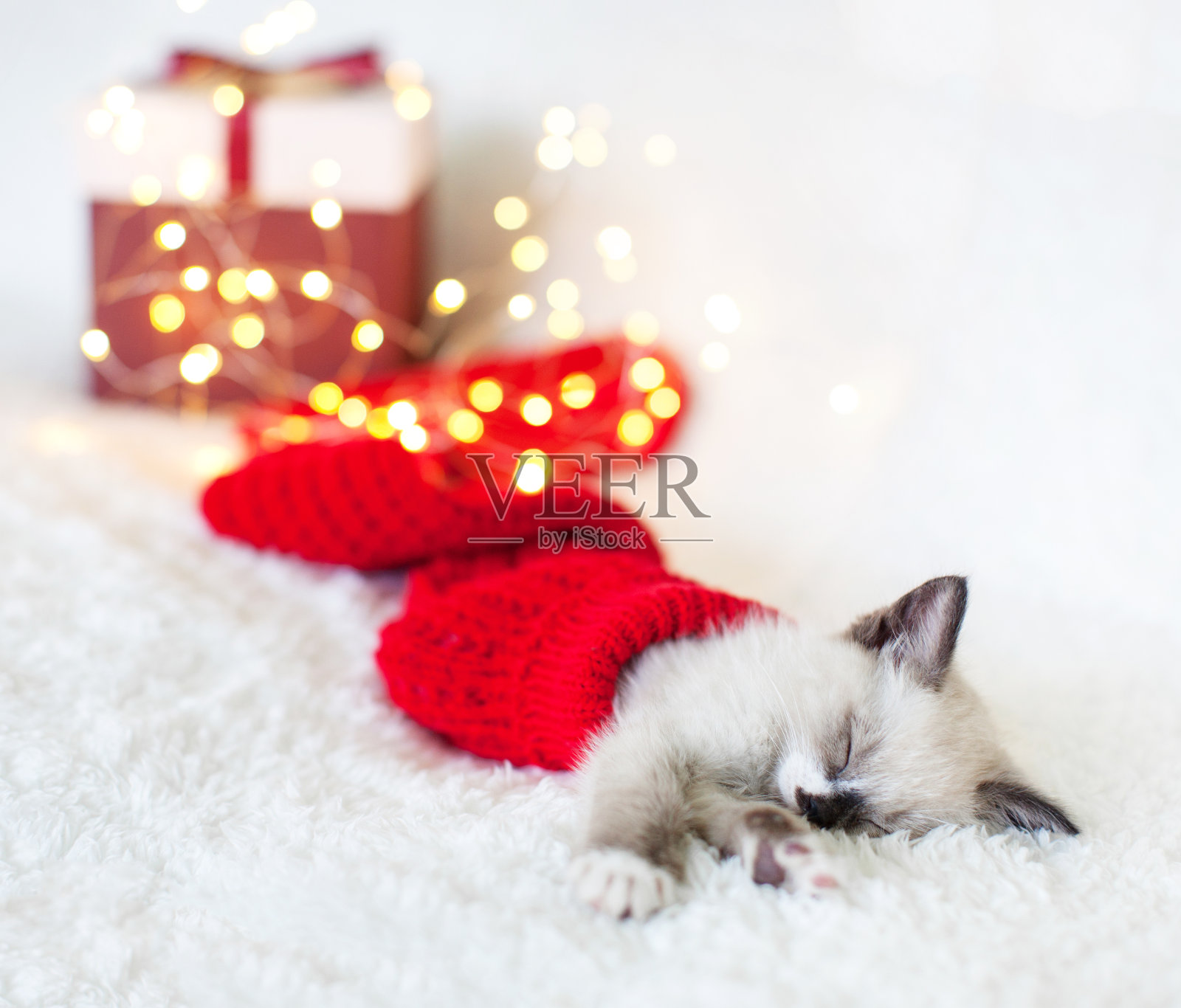 小猫戴着圣诞帽睡觉照片摄影图片